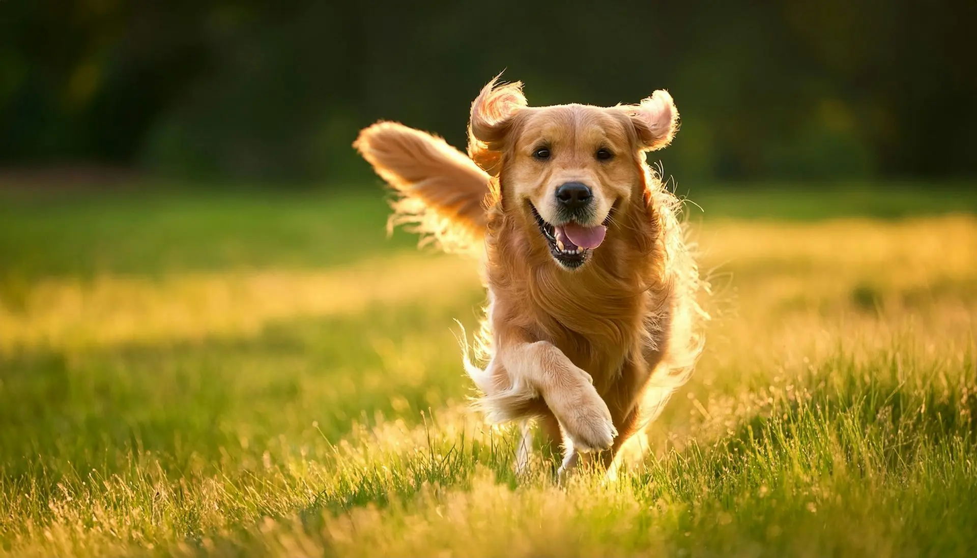 Dog Office Worker Videos